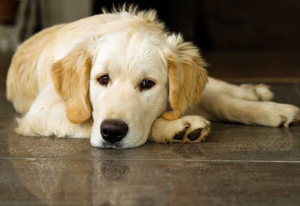 Picture of Golden Retriever Puppy Lying on the Floor | Dog Photography