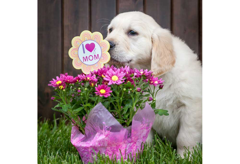 Picture of Golden Retriever Puppy with Flowers | Dog Photography