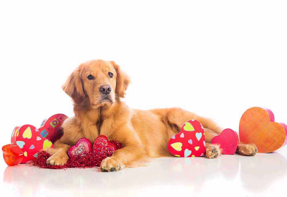 Golden Retriever Valentine's Day Dog | Dog Photography