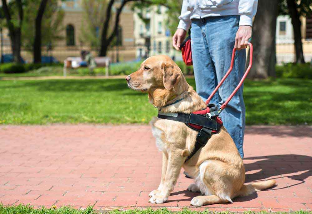 Guide Dog Helping Disabled Person | Dog Pictures Photography