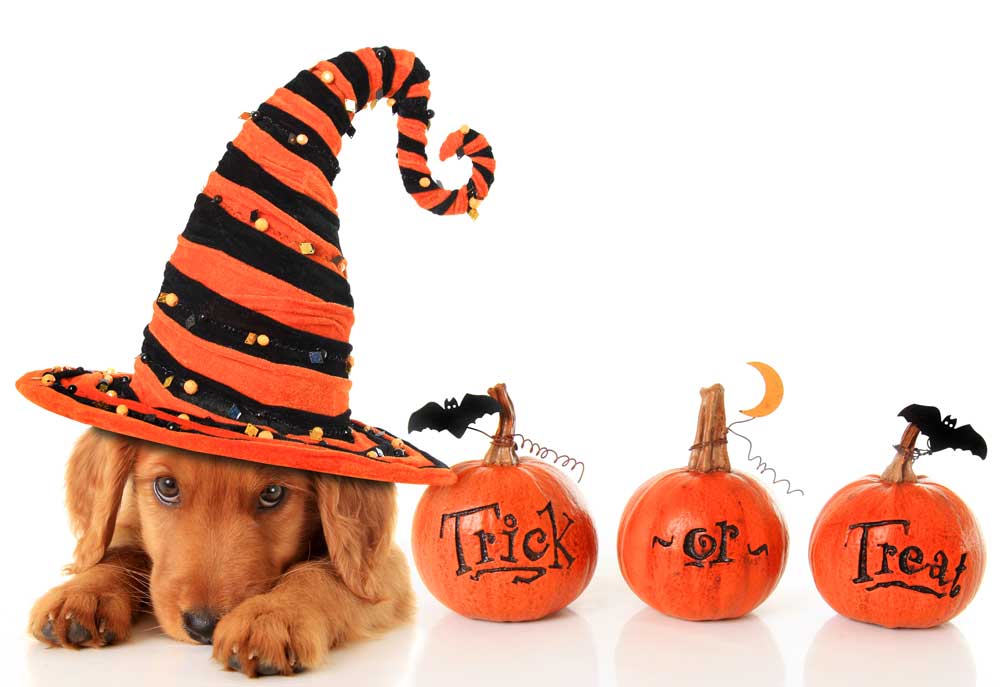 Irish Setter Halloween Puppy Dog | Dog Pictures Photography
