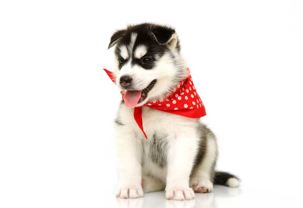 Picture of Husky Puppy Dog in Red Bandana | Dog Pictures Photography