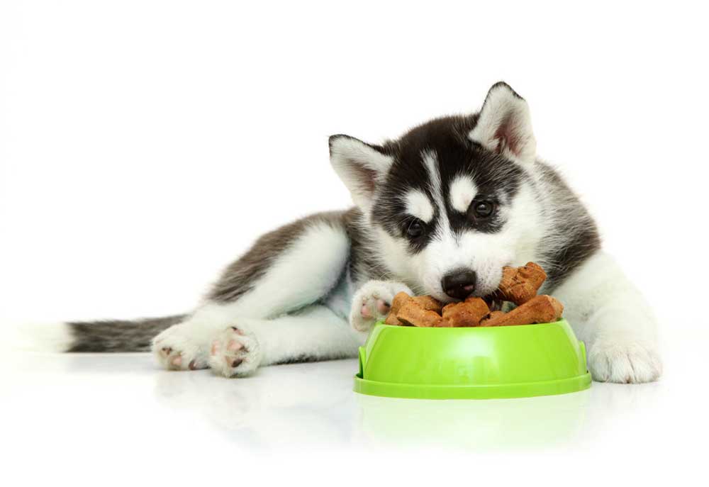 Picture of Husky Puppy Dog Isolated on White Background | Dog Photography