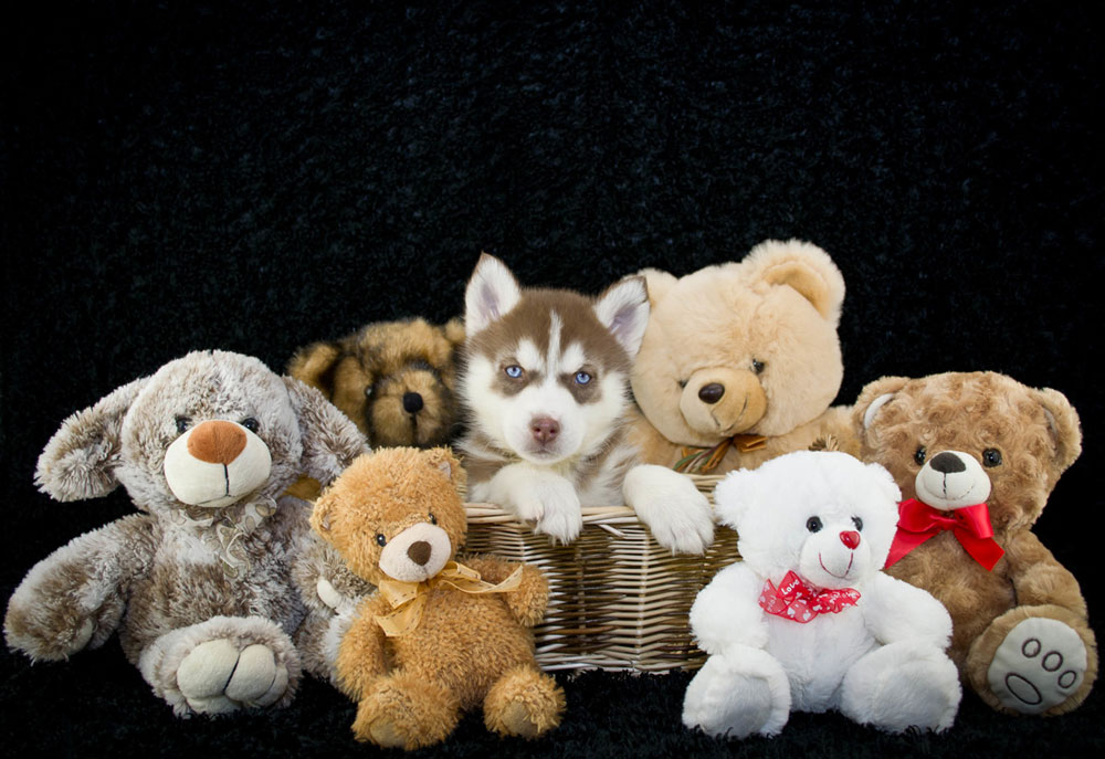 Picture of Husky Puppy with Teddy Bears | Dog Photography Pictures