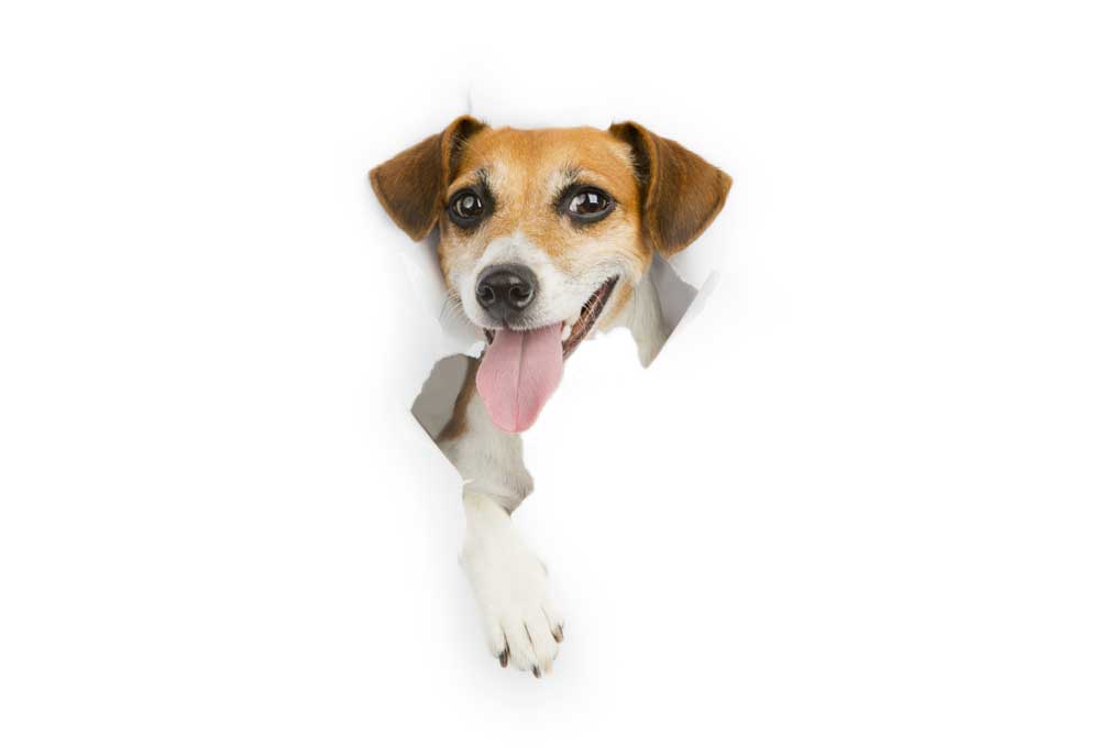 Jack Russell Terrier Popping Thru Paper | Pictures of Dogs