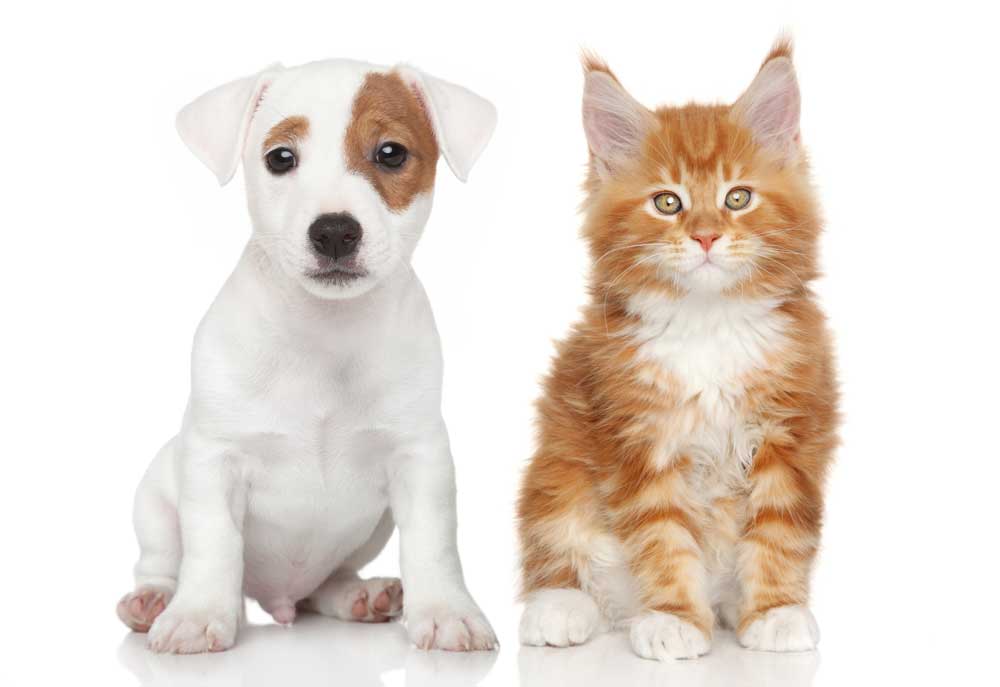 Jack Russell Puppy Dog and Kitten | Dog Pictures Photography