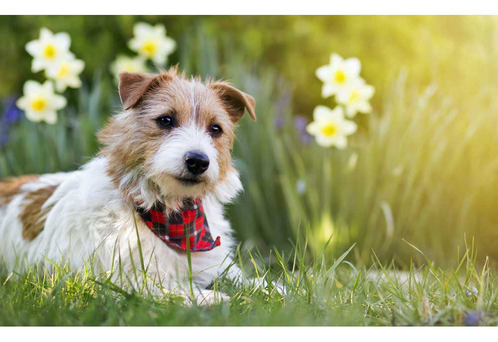 Picture of Jack Russell Terrier with Spring Flowers | Dog Photography and Pictures