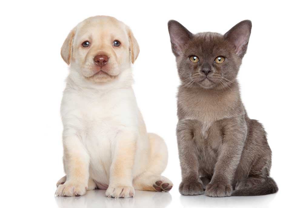 Labrador Puppy with Gray Kitten | Dog Pictures Photography