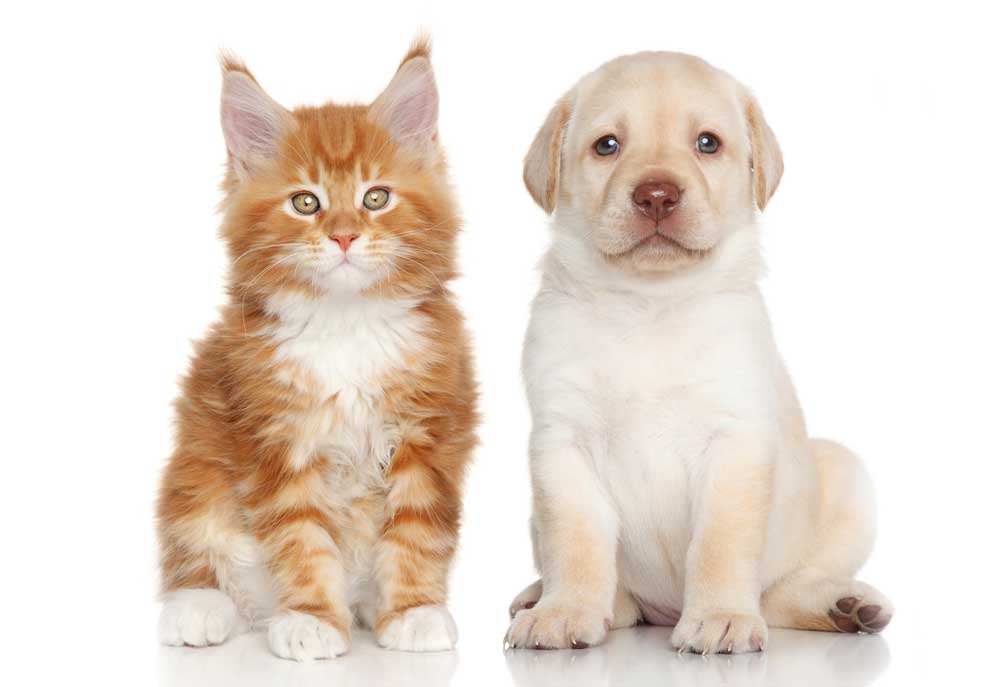 Picture of Lab Puppy and Kitten | Dog Pictures Photography