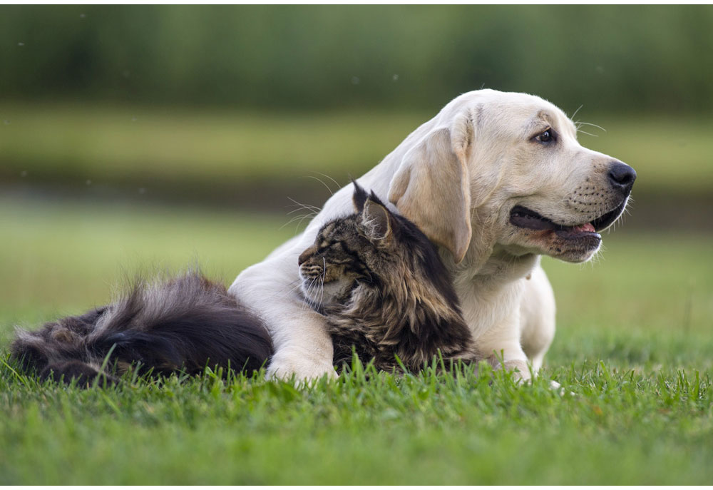 Picture of Yellow Labrador Dog and Maine Coon Cat | Dog Studio Photography