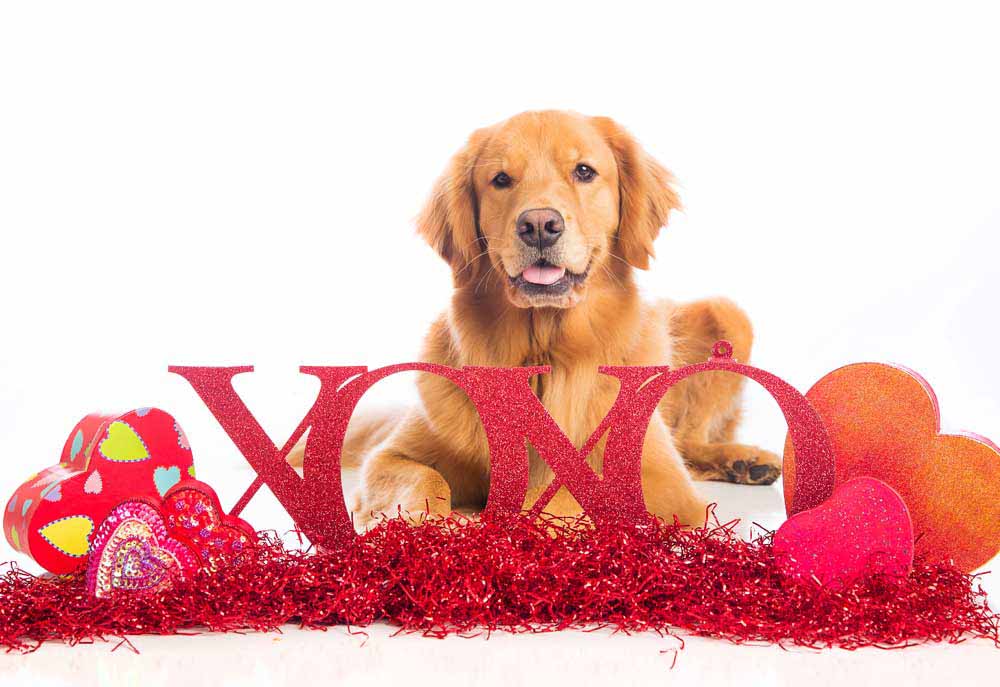 Golden Retriever Dog Sends Hugs and Kisses | Dog Photography