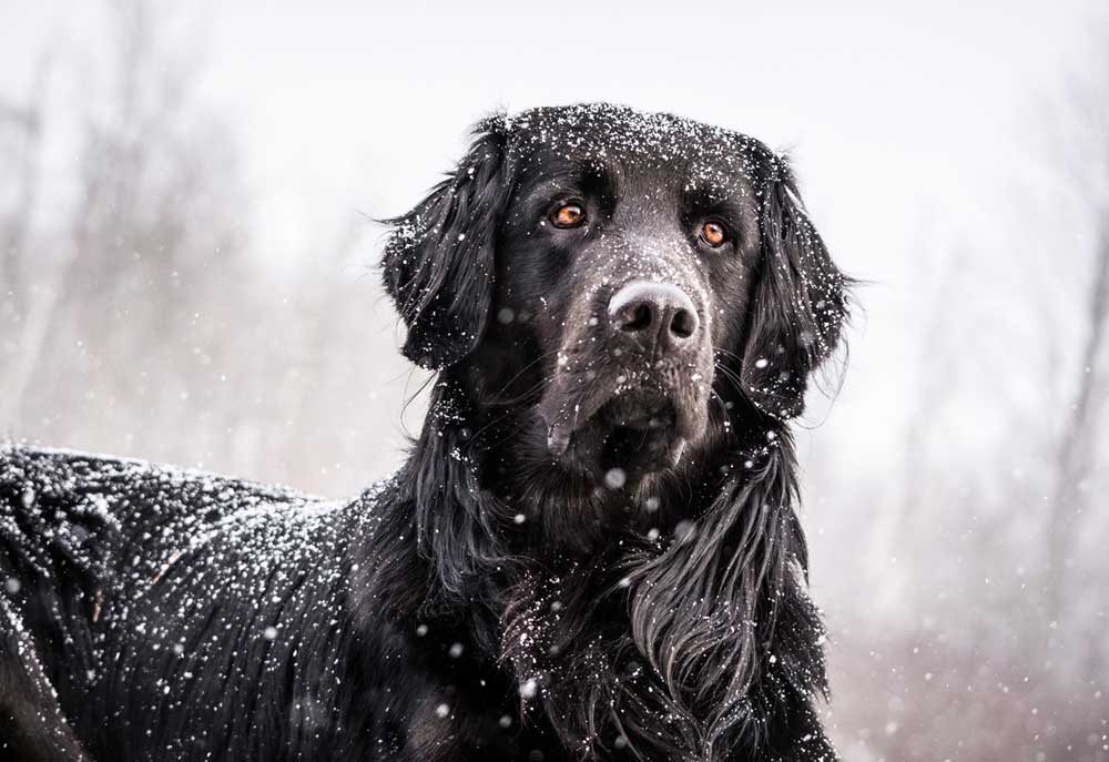Picture of Black Newfoundland and Golden Retriever Mix Breed Dog | Dog Photography