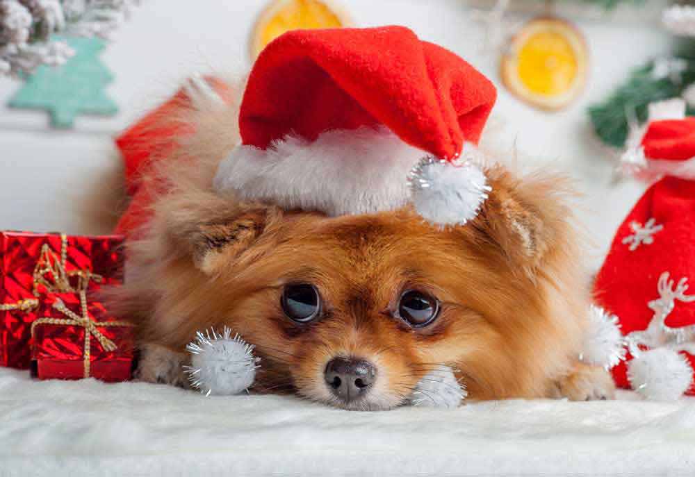 Picture of Pomeranian Christmas Puppy | Dog Pictures Photography