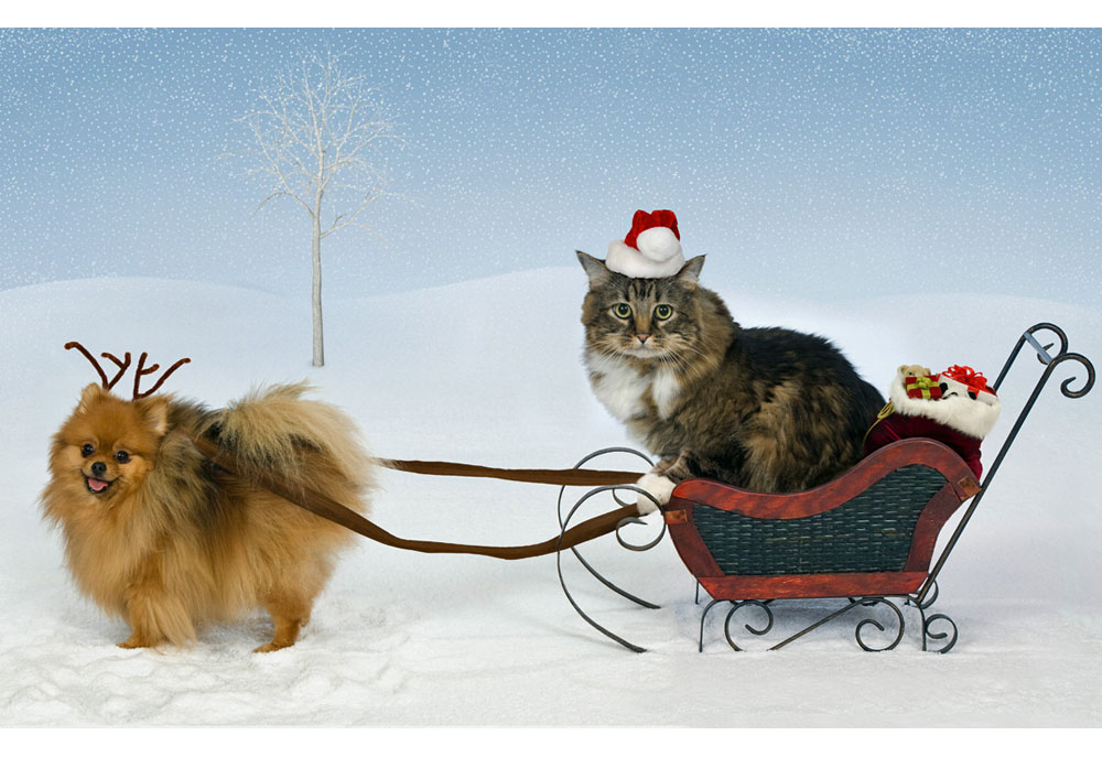 Picture of Pomeranian Dog and a Cat Christmas Sleigh and Reindeer | Dog Photography