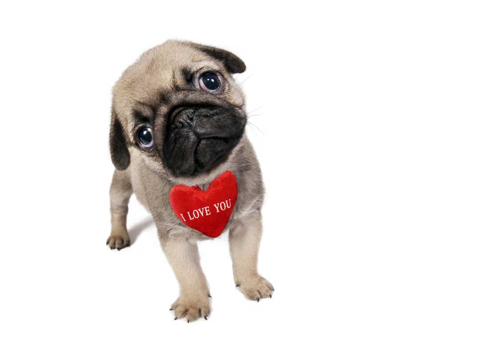Pug Pup With I Love You Heart | Dog Pictures Photography