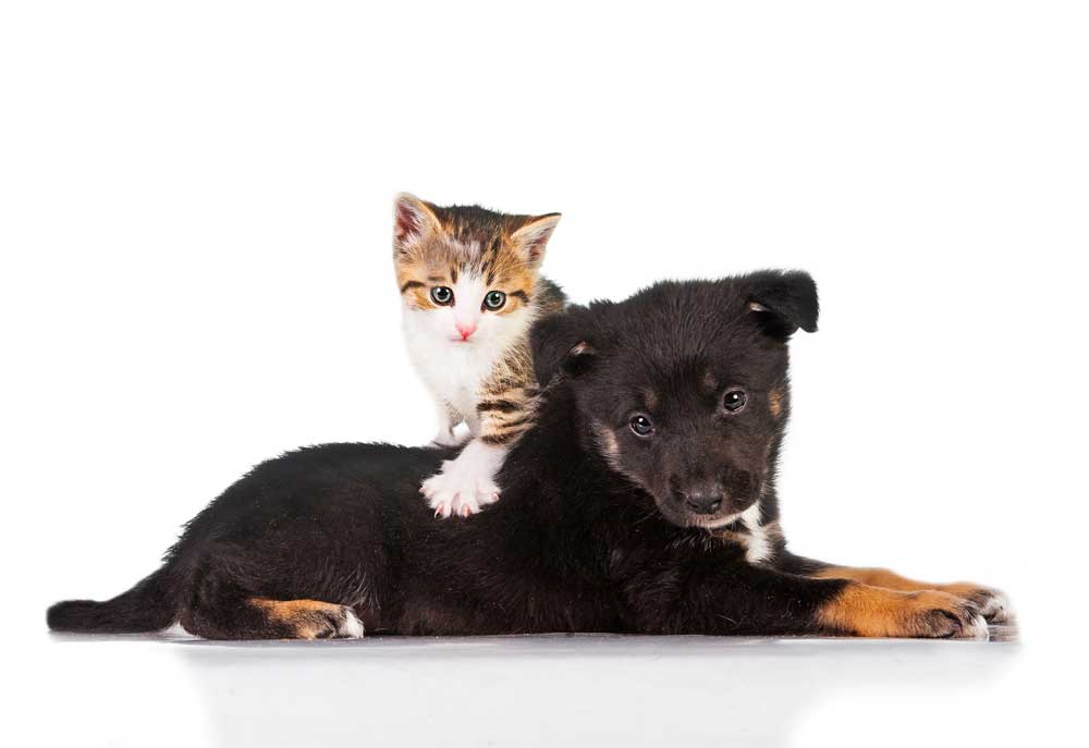 Puppy and Kitten Isolated on White | Dog Photography Photography