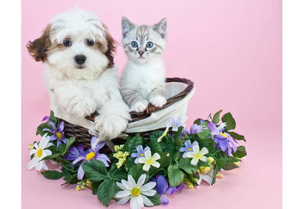 Puppy and Kitten Sitting in Basket | Pictures of Dogs