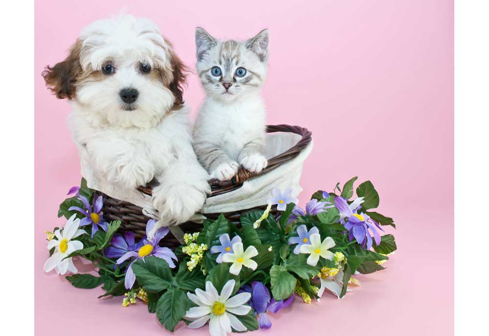 Picture of Golden Retriever Puppy with Flowers | Dog Photography