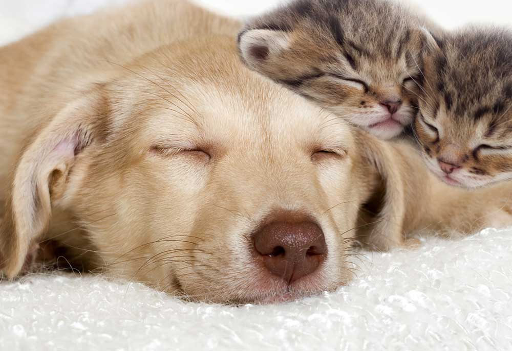 Picture of Dog and Kittens Sleeping | Dog Photography Photography