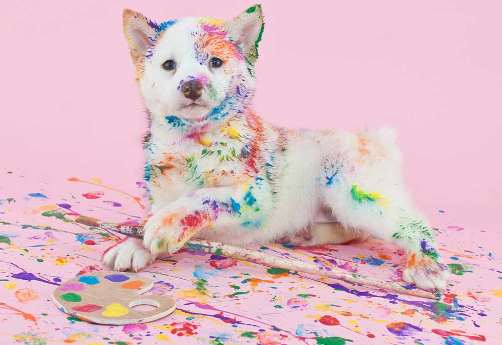Cute Puppy Painted with Colors | Dog Pictures Photography