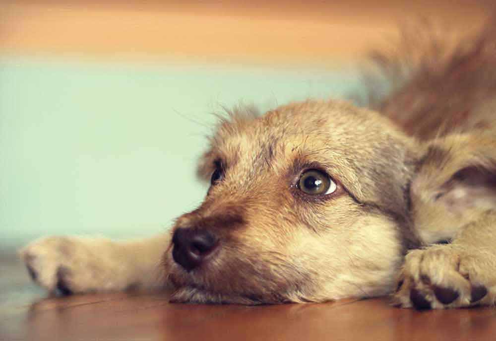 Picture of Puppy Lying on Floor Waiting | Dog Pictures Photography