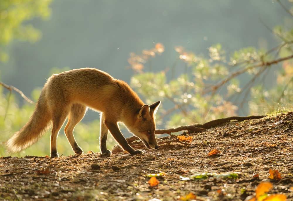 Red Fox in Nature on Autumn Day | Fox Pictures Photography