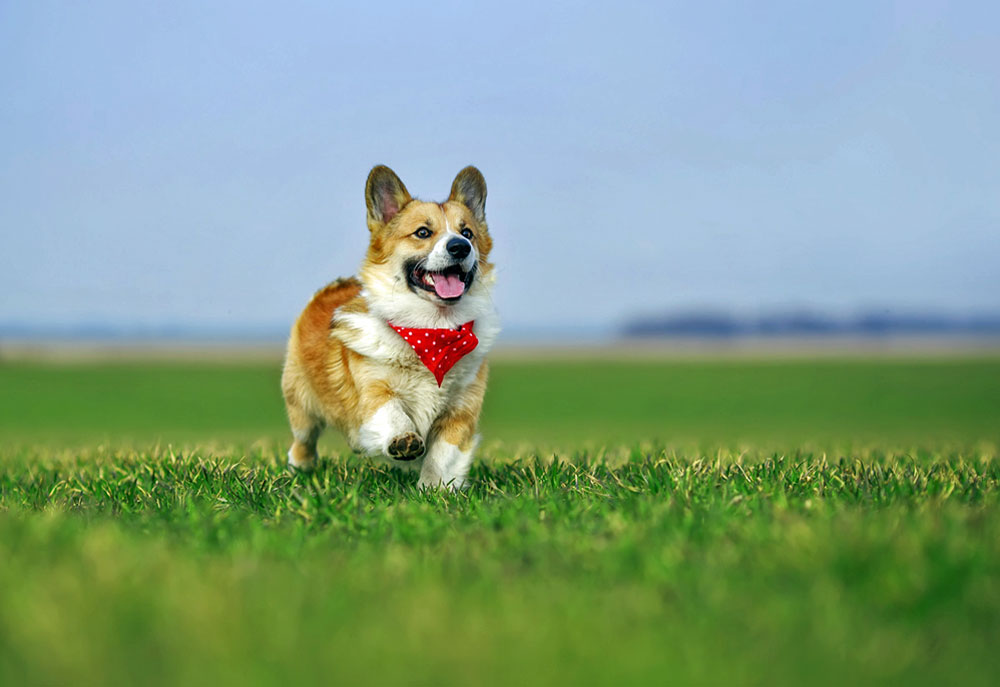 Picture of Red White Corgi Dog Running Across Green Grass | Dog Photography