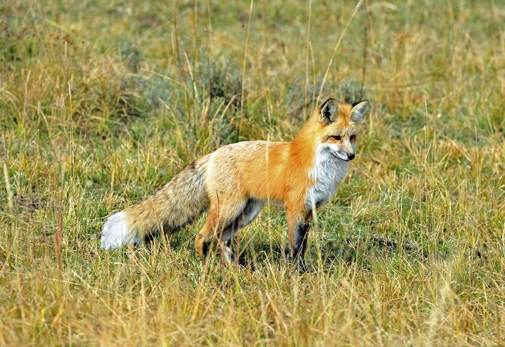 Picture of Sierra Nevada Red Fox | Fox Photography