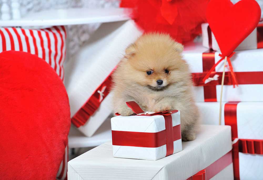 Picture of Spitz Puppy Dog with Valentine's Day Gifts | Stock Dog Pictures Images