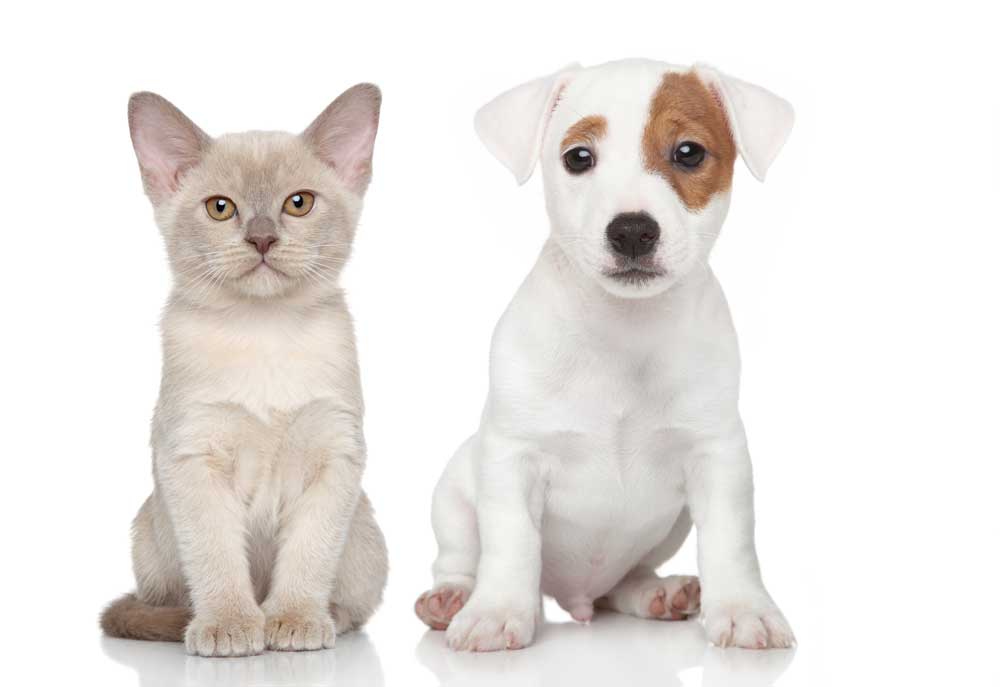 Russell Terrier Puppy Dog and Kitten | Pictures of Dogs