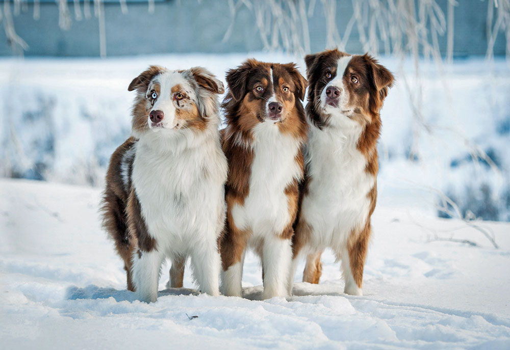 Picture of Australian Shepherds in Snow | Dog Pictures Photography