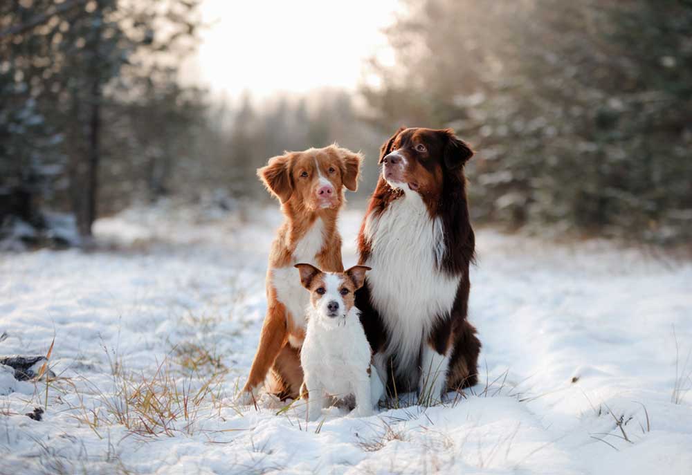 Picture of Three Dogs in the Snow | Stock Dog Pictures Images