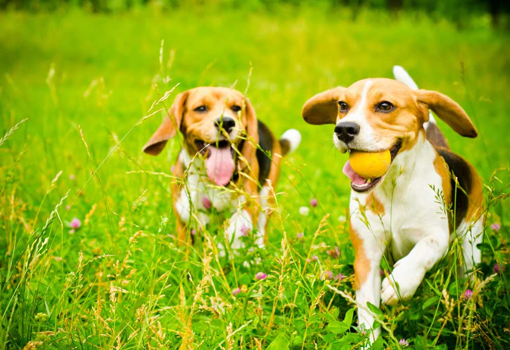 Two Beagle Dogs Playing Fetch | Dog Pictures Photography