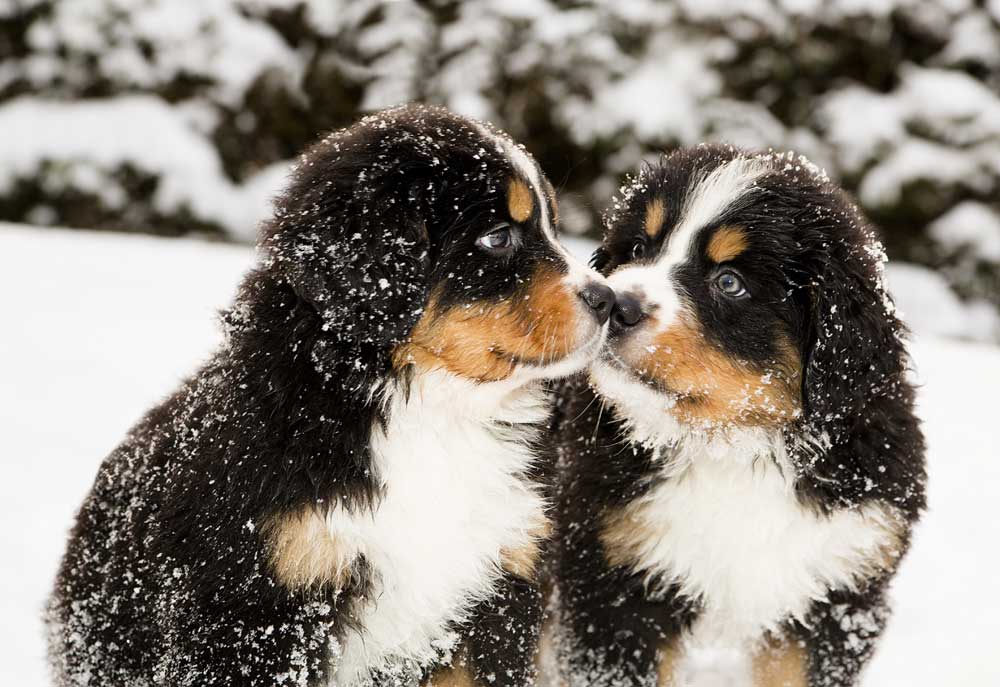 Two Bernese Mountain Dog Puppies | Dog Photography Photography