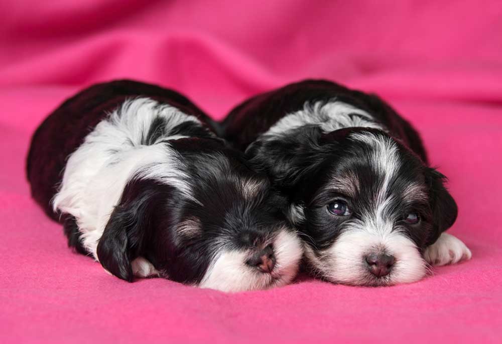 Two Black and White Havanese Puppies on Pink Blanket | Dog Photography
