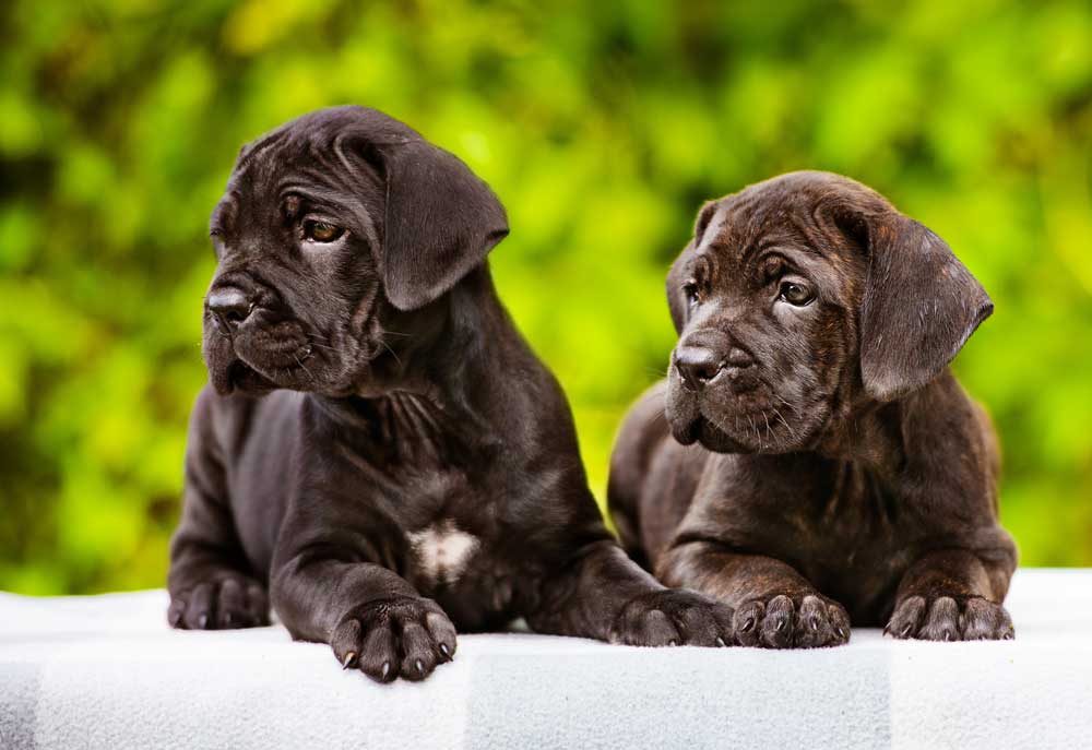Picture of Two Cane Corso Puppies | Dog Photography Pictures