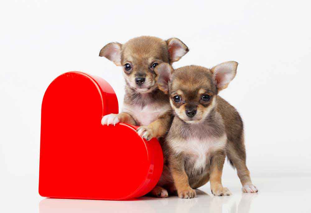 Chihuahua Puppies with Valentine Heart | Dog Pictures Photography