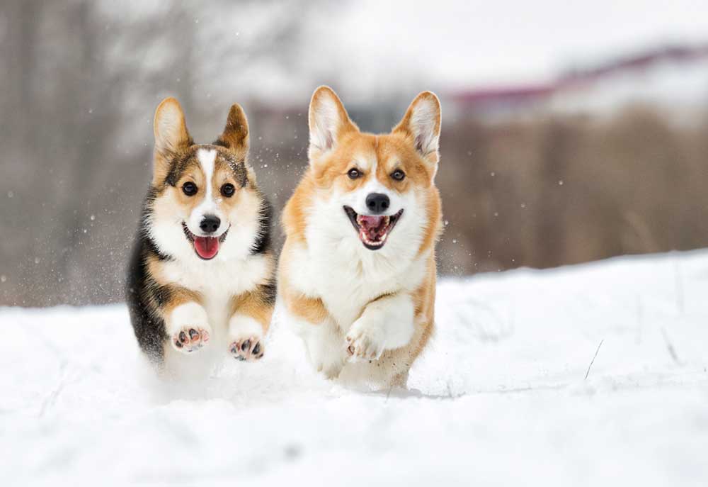 Picture of Corgi Dogs Running in Snow | Dog Pictures Photography