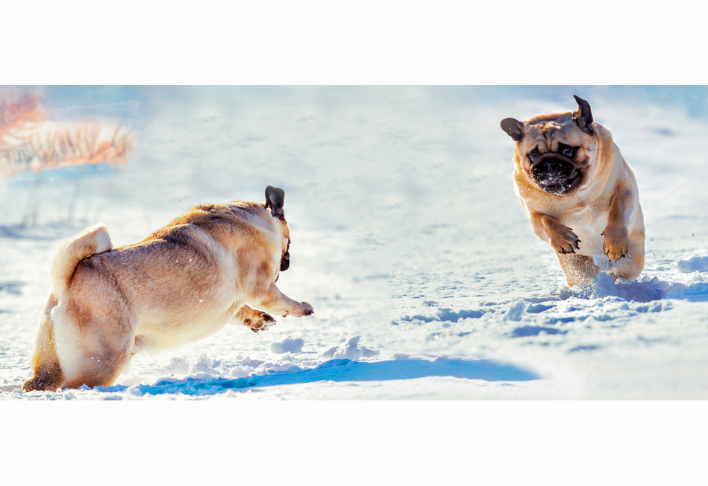 Picture of Pug Dogs Playing in Snow | Dog Pictures Photography
