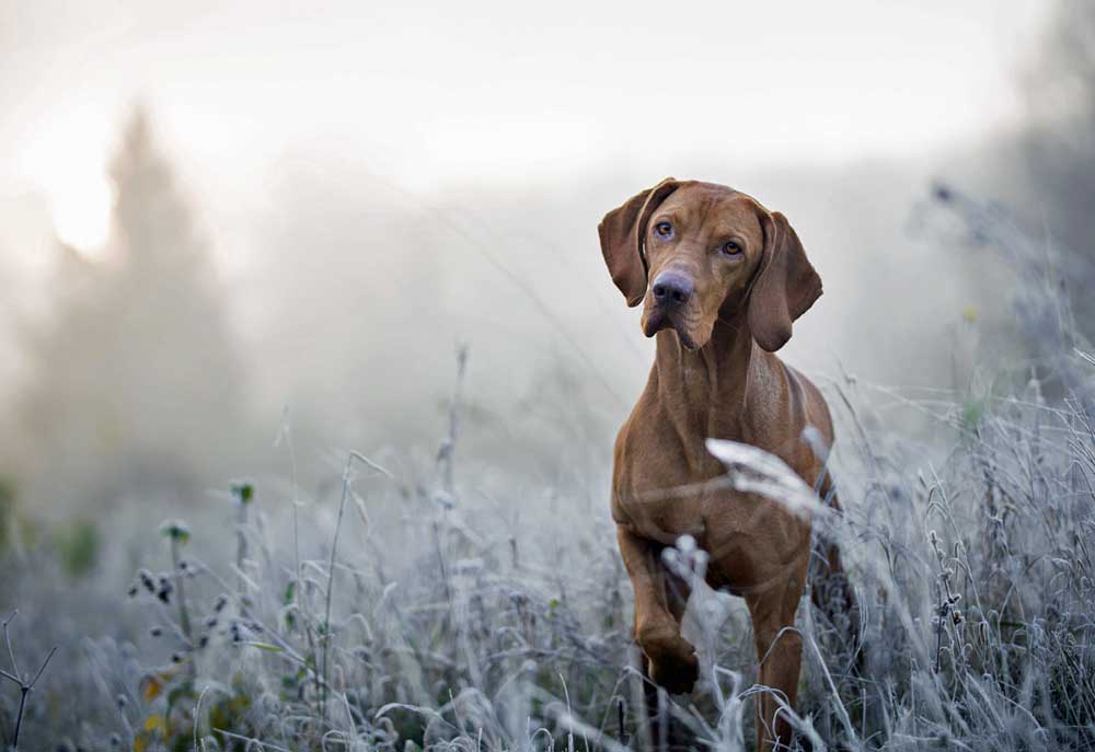 A Picture of Vizsla Hungarian Hound in Field | Dog Photography