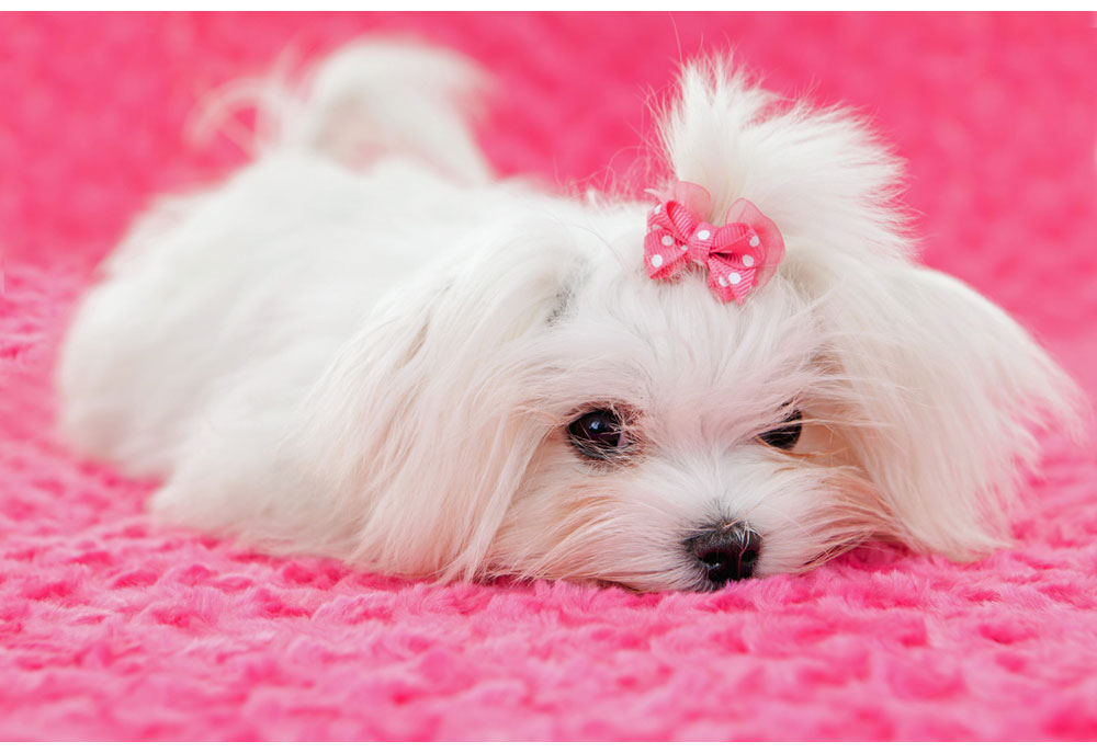 Picture of White Maltese Puppy Dog in Pink Blanket | Nature Photography
