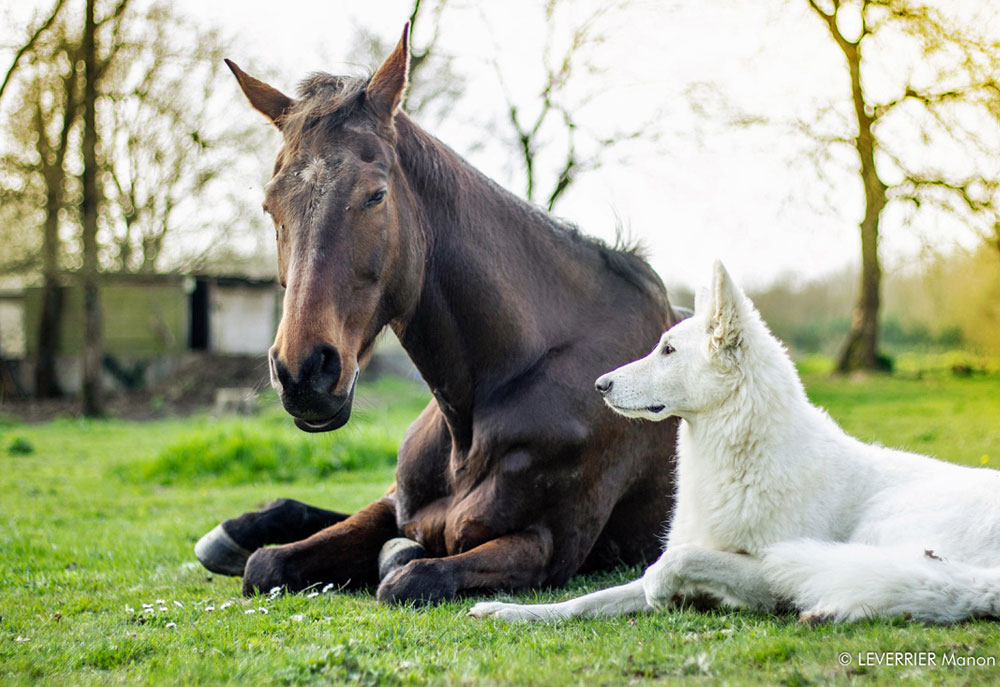 Image of a White Shepherd Dog with a Horse | Dog Photography