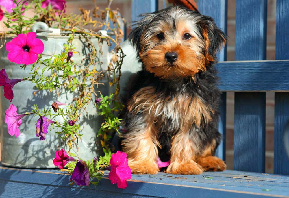 A Yorkshire Puppy Dog Sitting on Bench Near Potted Flowers | Stock Dog Pictures Images