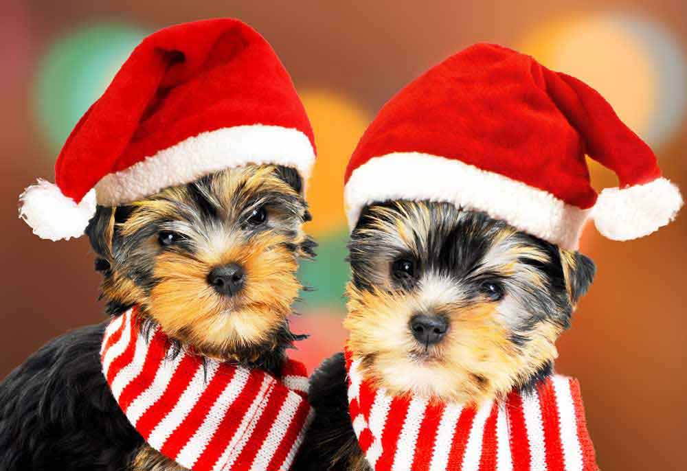 Yorkshire Terrier Dogs in Santa Hats | Dog Pictures Photography