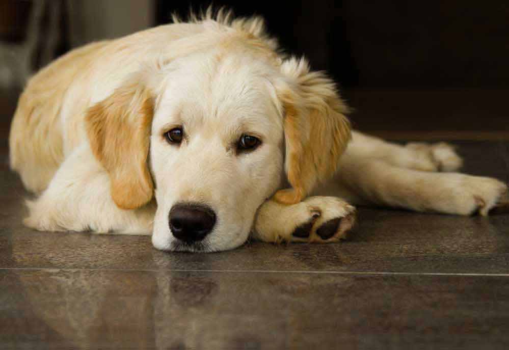 Picture of Young Golden Retriever Dog | Dog Pictures Photography