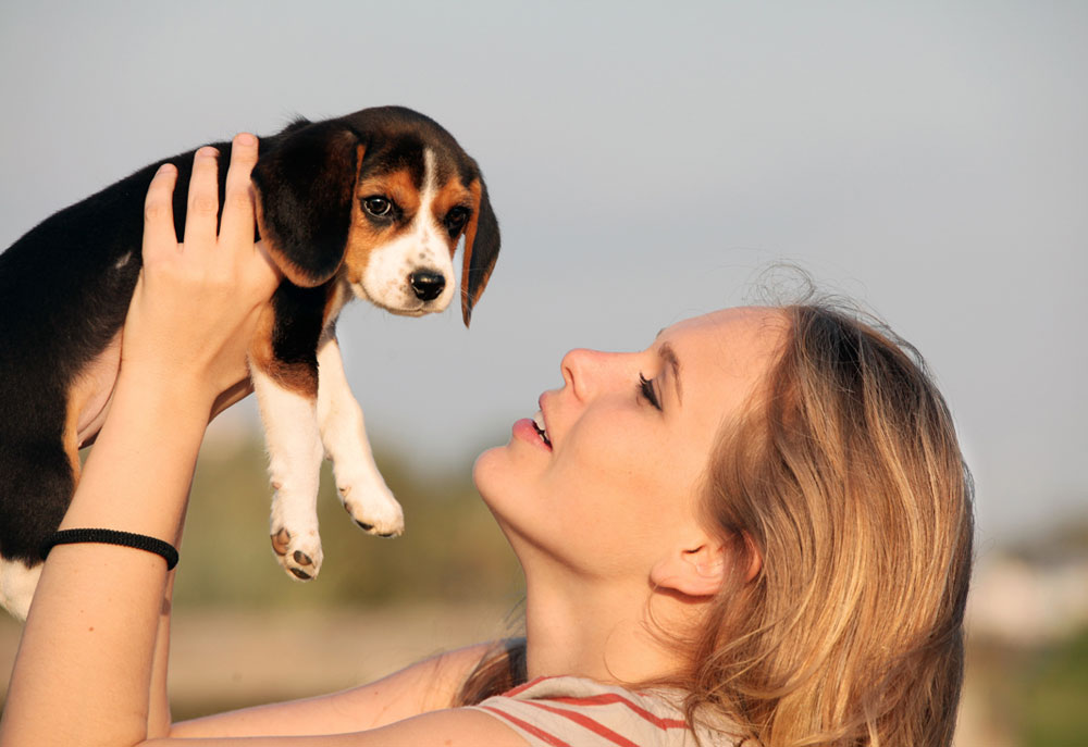 Picture of a Young Woman Holding Up a Beagle Puppy | Dog Pictures Images