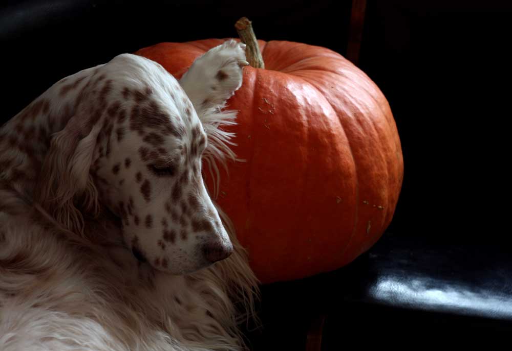 Portrait of English Setter Dog | Dog Pictures Photography