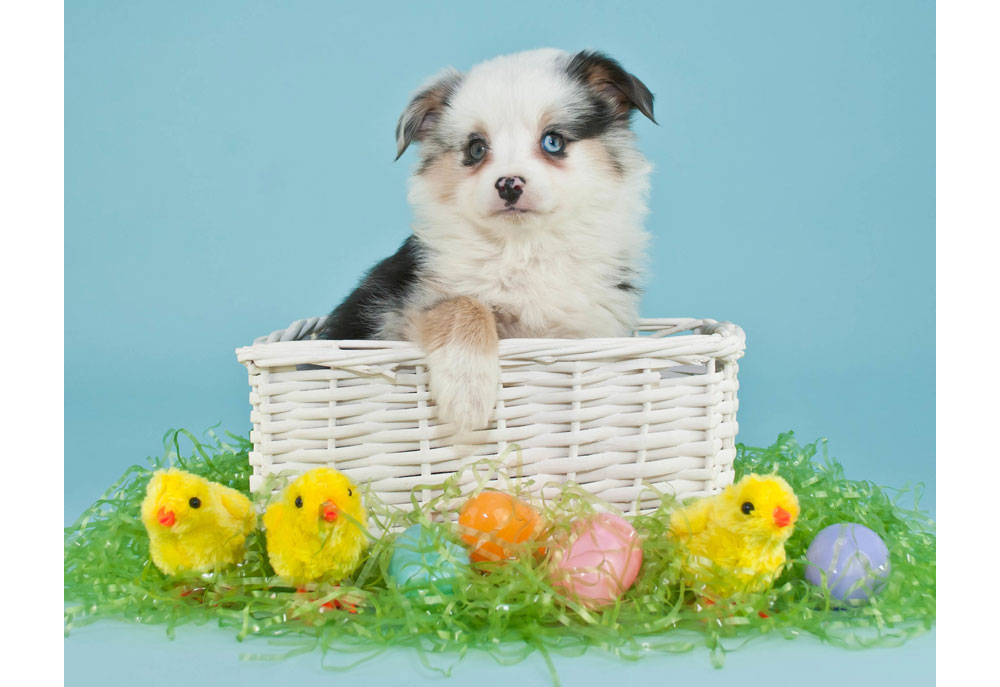 Picture of Australian Shepherd Puppy in Easter Basket