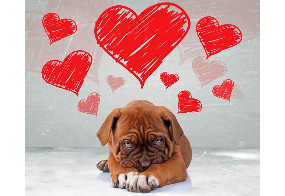Puppy Dog with Valentine Hearts | Dog Pictures Photography