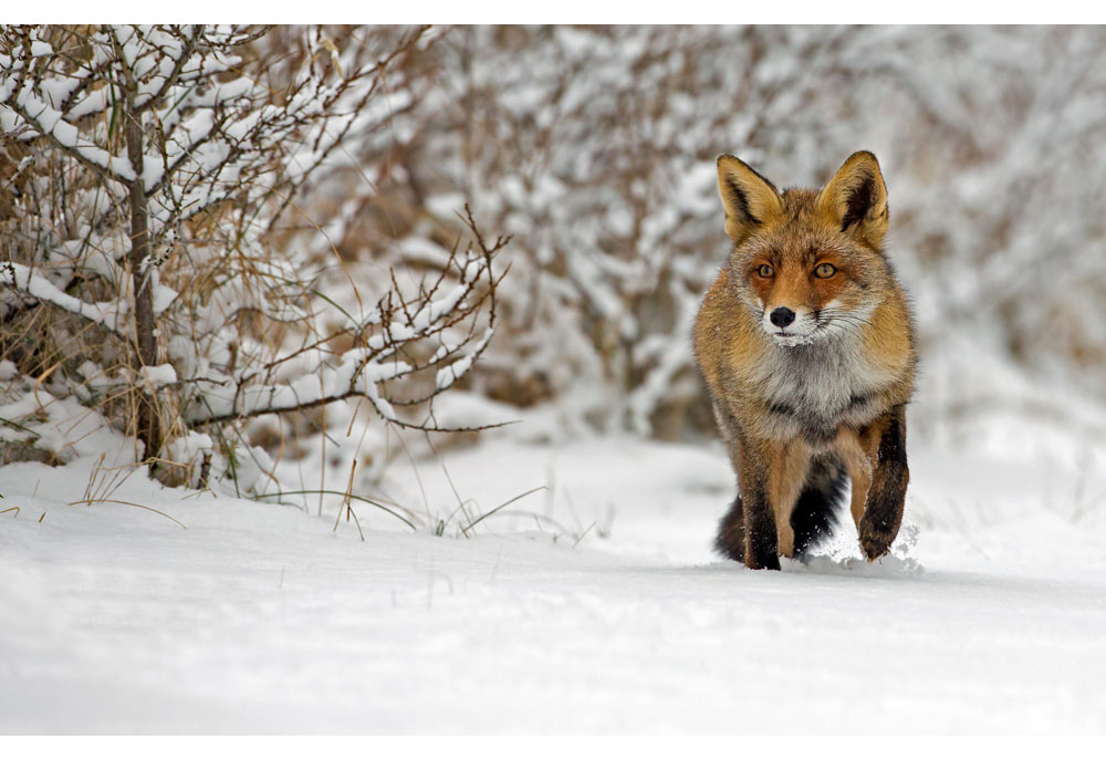 Red Fox in Snowy Woods | Fox Pictures Photography